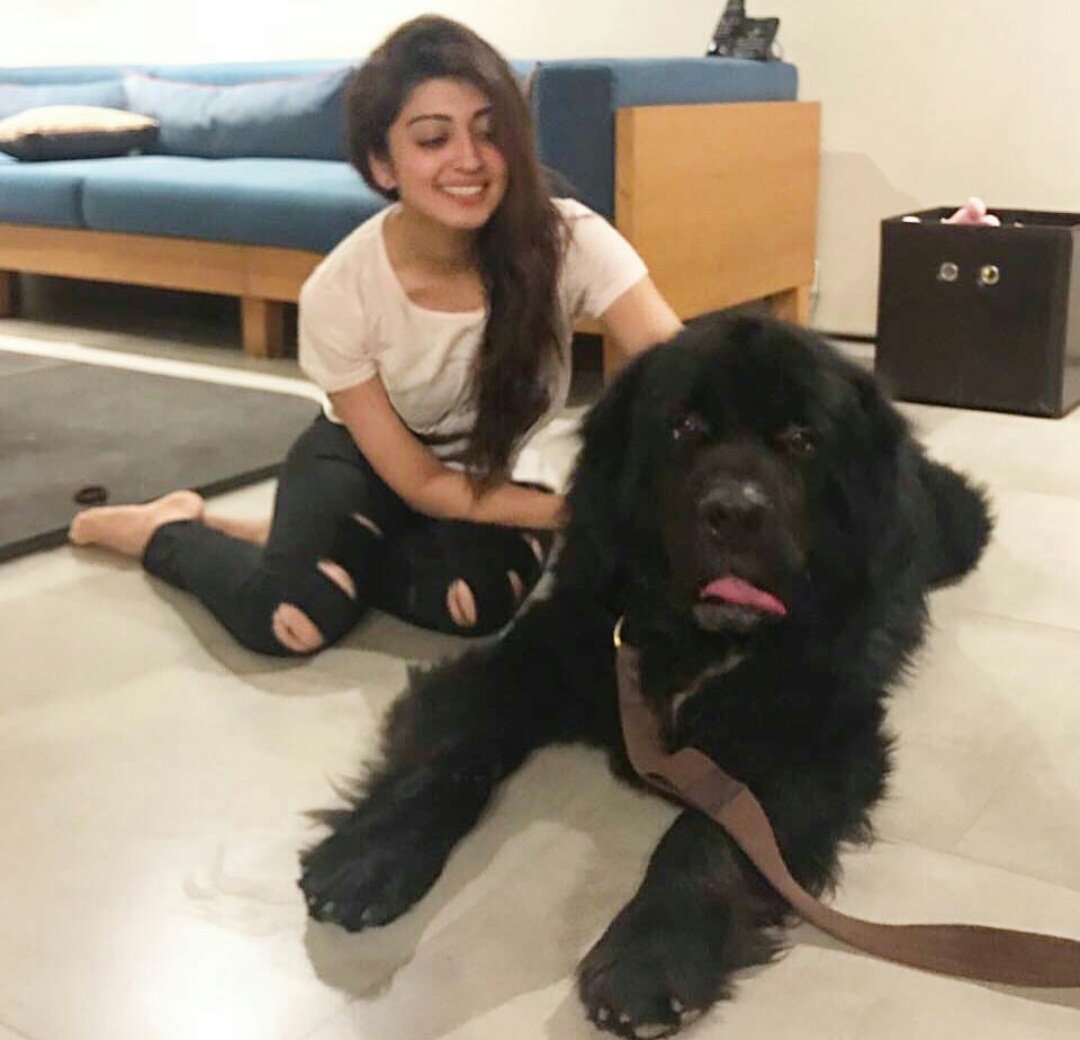 Pranitha_F_C's tweet photo. #some_people_will_Never❤️🆔
#understand_How_much_I_love😘#but_That's_ok
#my_dog_knows😎😘😍 @pranitasubhash https://t.co/r1JA9dGP9N