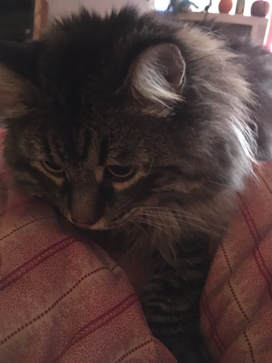 lTSUKlS's tweet photo. @Joes_Pets this is berlioz and hes a fat jerk who needs attention to survive https://t.co/2OKiNq6bPj