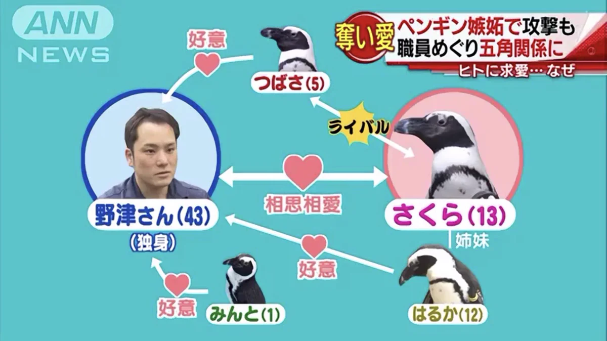ペンギンと人間の相関図がニュースで紹介されてたｗｗｗ
