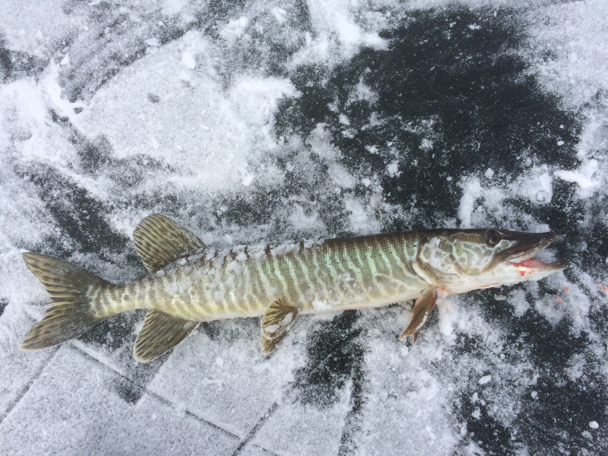 catching these guys isn't more fun than coaching...but its a close, close, second
