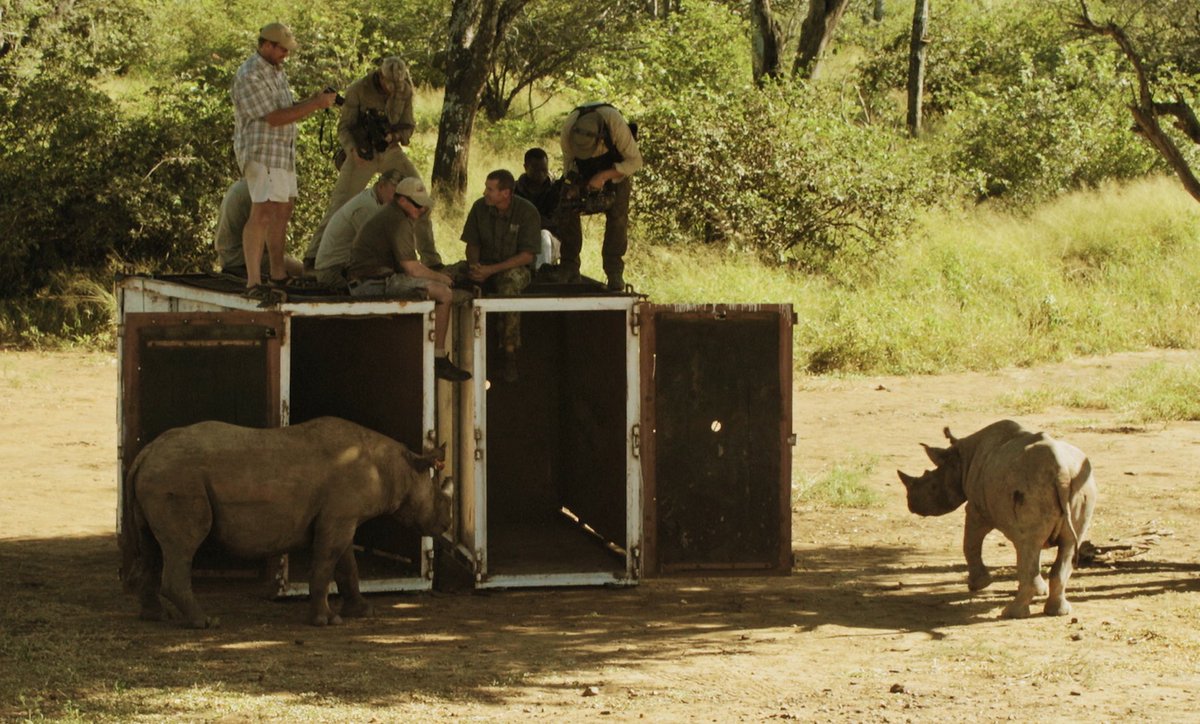 There is something very special about letting a rhino go back into the wild #itsworthsaving #ivancarter #carterswar #ivancarterafrica