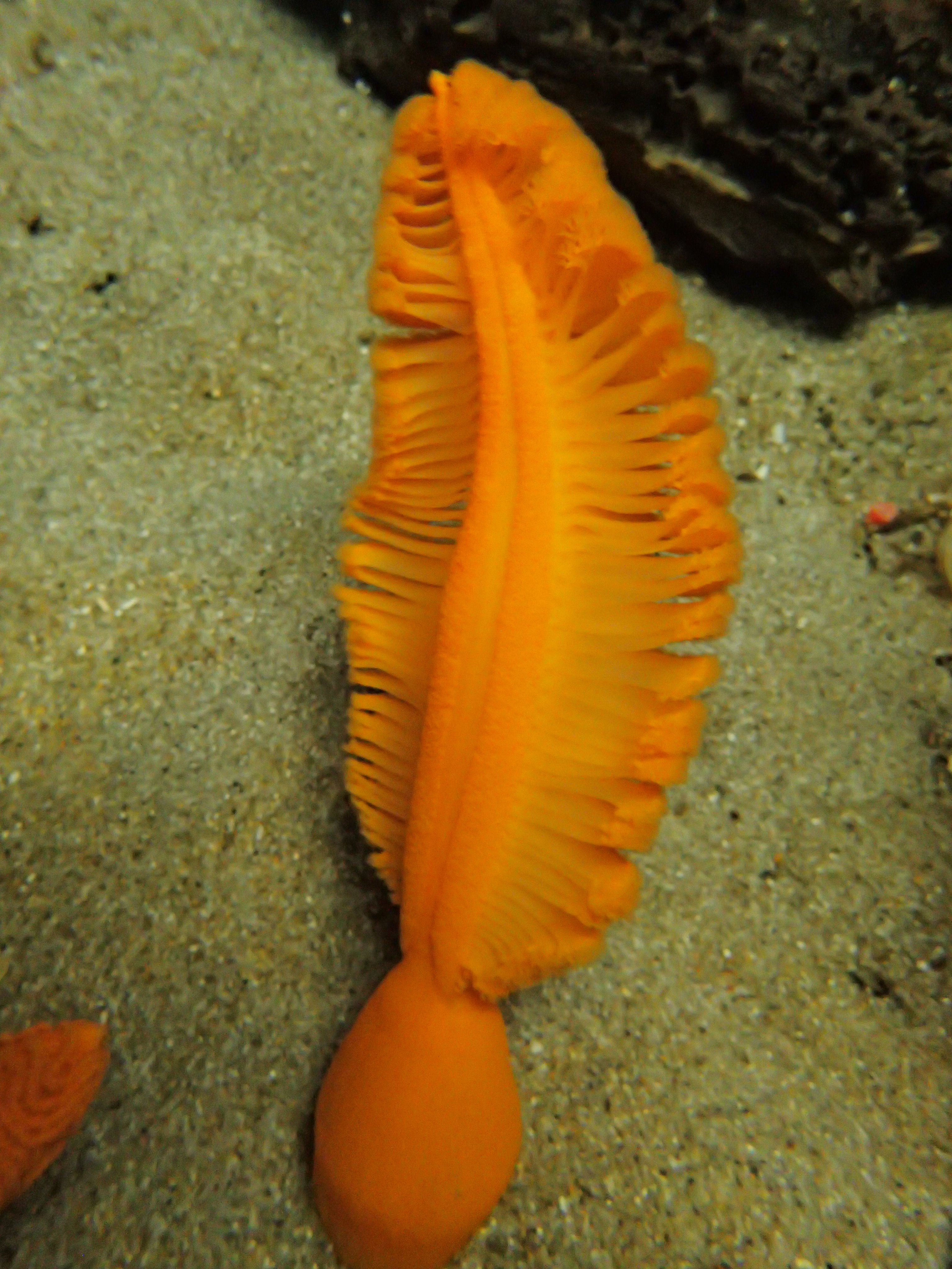 葛西臨海水族園 公式 カリフォルニア沿岸 水槽では魚の えら のような姿をしたオレンジシーペン を展示しています ウミエラはイソギンチャクなどの仲間で 羽ペンにも見えることから英語で Sea Pen と呼ばれています えら のような身体を流れ
