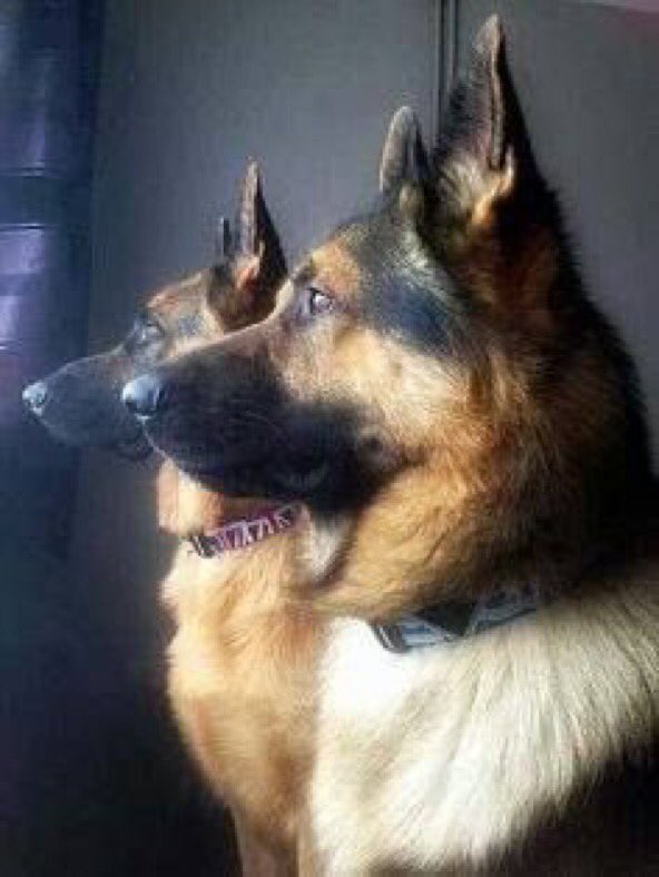German engineered home security system. Keeping America safe since 1907.

#GSD #homesecurity #justtryit