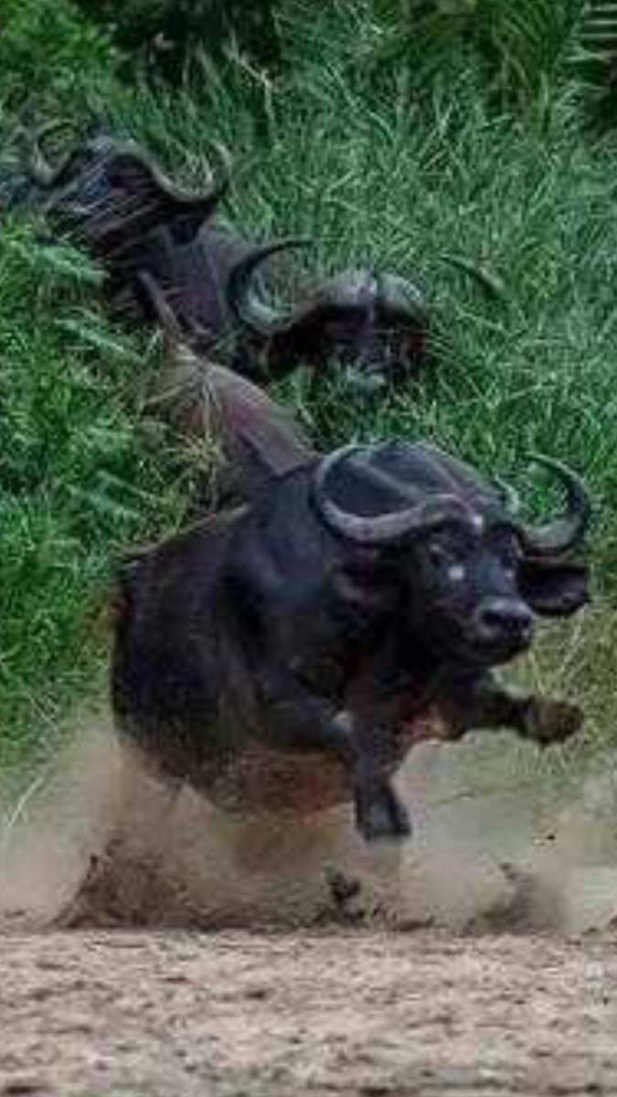 Mmr_Ray's tweet image. This how I be diving when I'm almost late to class and that door bouta close 😂😂