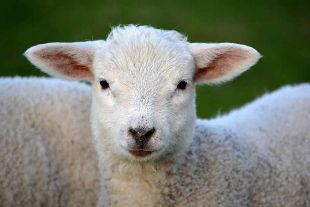 OYMPerformance's tweet photo. Run Group: Lions and Lambs https://t.co/p2VwN9ovgC https://t.co/6bnNlWKUZq