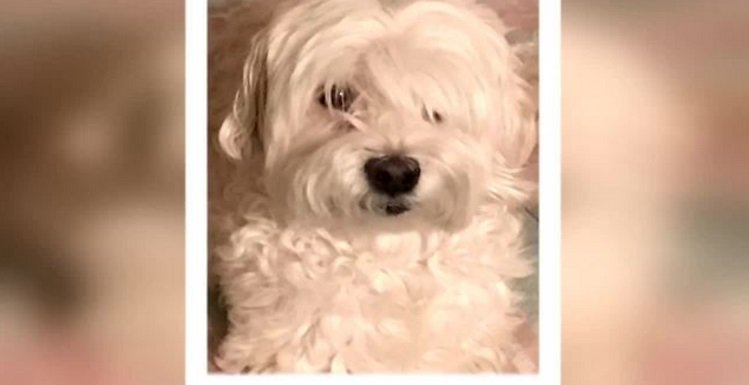 Heartbroken woman asks public for help with finding Daisy bit.ly/2mPAlKZ https://t.co/UaSx0w88sb