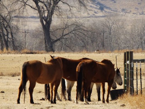 AlyssaHowardMD's tweet photo. hungry ponies #geneticallyencoded https://t.co/5gu4zOMsDr