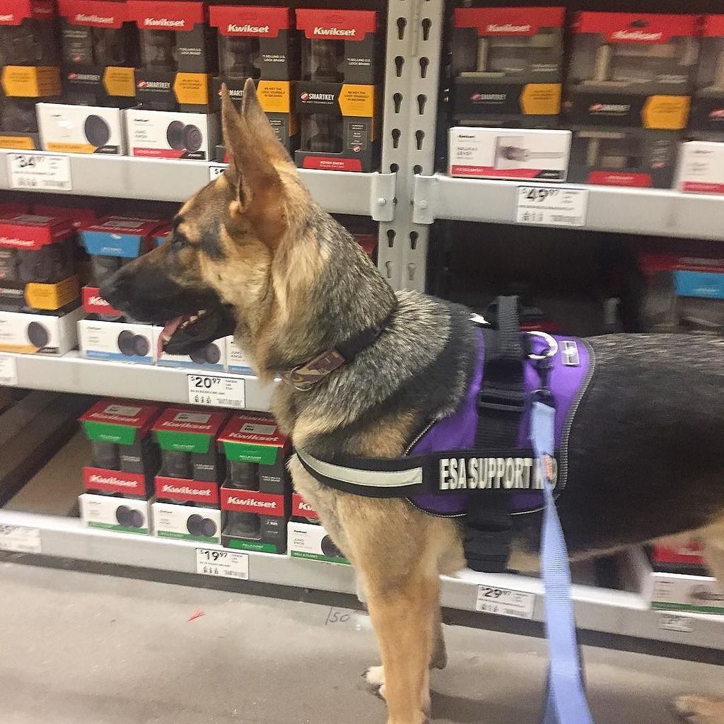 ShaiGermanShep's tweet photo. Shai's first trip to @loweshomeimprovement was an absolute success! So proud of this boy! https://t.co/dpFzLWMqom