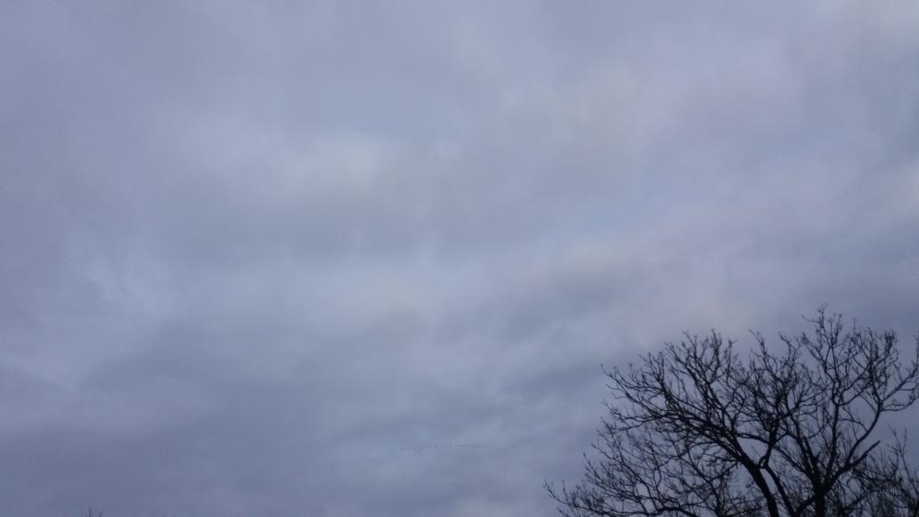 eegita's tweet image. Tā mazā daudzpunktīte pie oša galotnes ir zosis. Apkārt skan cīruļi. Un tīrumā kūleņus mētā ķīvītes. Andiņos pavasaris. Labrīt!