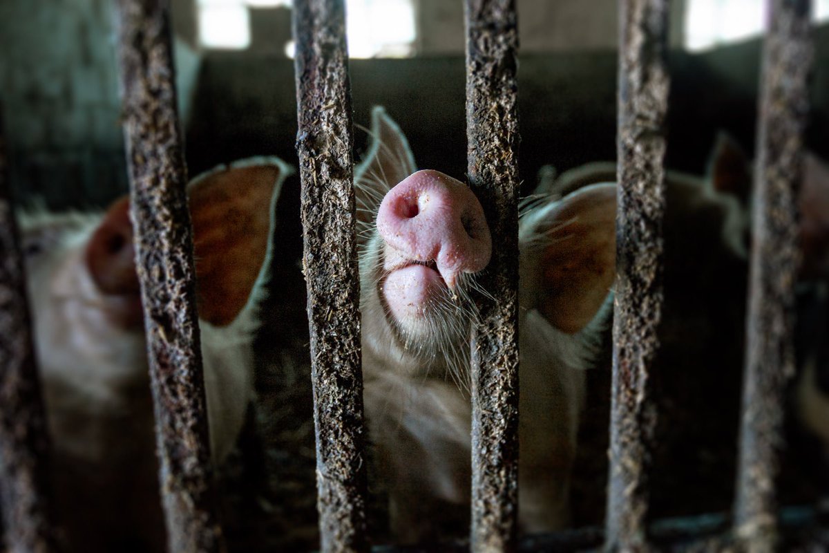 AnimalsAus's tweet photo. For most of us, if we saw how animals are raised/killed for food we'd find it goes against our deep values of fairness/compassion #ThinkJoy https://t.co/UjO7o2MjQ9