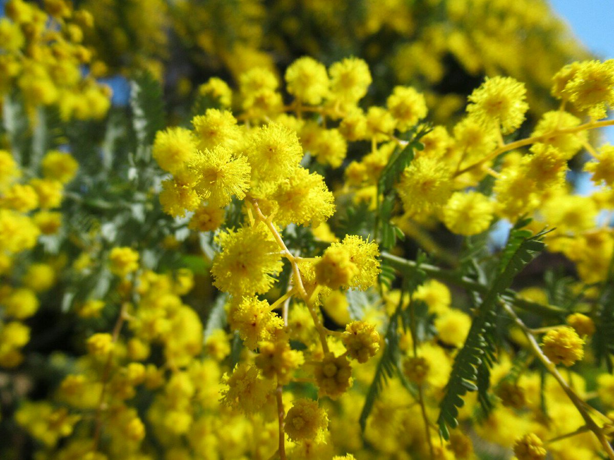 雑草図鑑 準備中 على تويتر 49 ギンヨウアカシア マメ科 豪州原産 日本でのアカシアの代表種 オジギソウ ミモザ の花に似た球形の花 を多数つけますが 色がド派手な黄色のためとても目立ちます 英語でアカシアをミモザ ニセアカシアをアカシアと言うのは