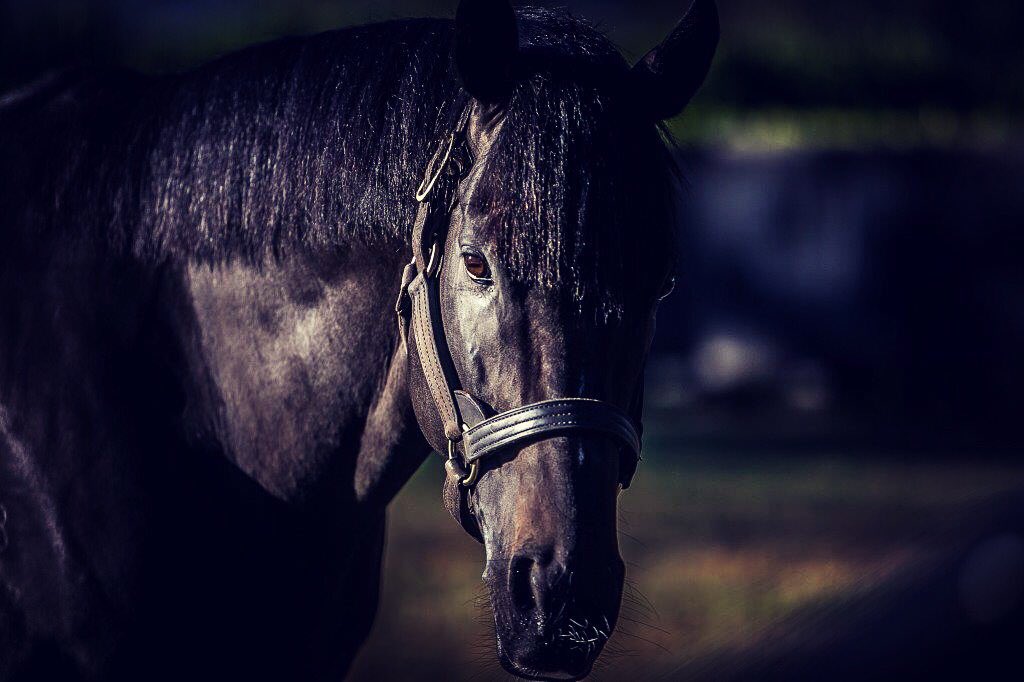 So You Think 66,000 !!!!! Thoroughbred Horse Racing and