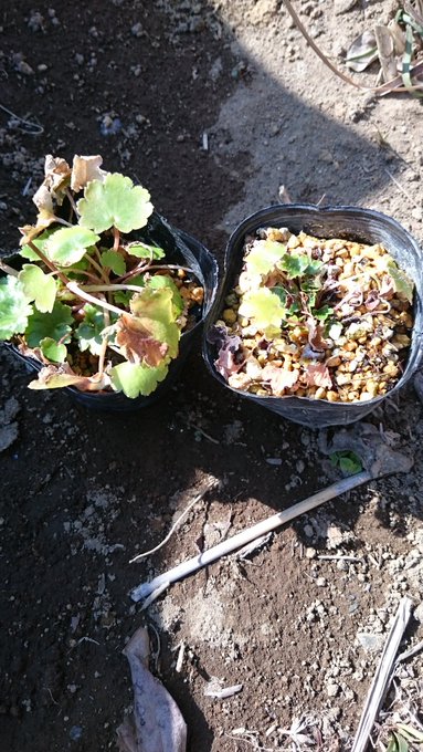 ビオトープの近くに植えたくてダイモンジソウ買ってきた
難しいらしいけど……だって食べられるんだもん♥ 