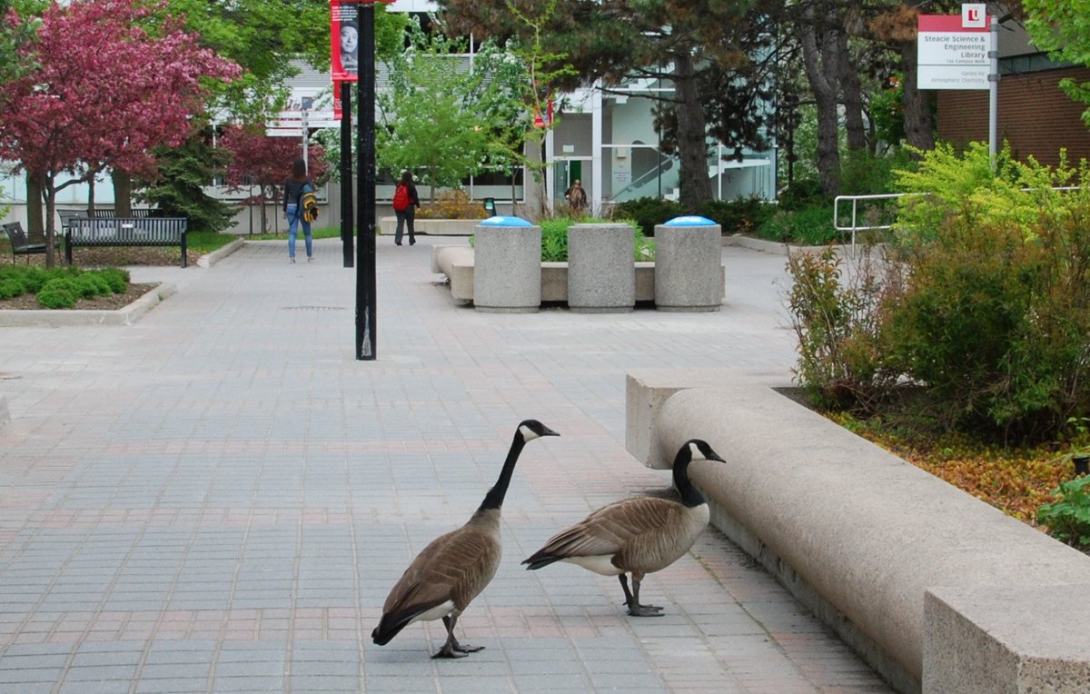 YUVisit's tweet photo. Fun fact: #YorkU has its own unique species of the Canada goose: Branta canadensis Yorkus maxima https://t.co/XLTe6ECIRv #wildlife #nature https://t.co/ZLeE4QmPKz