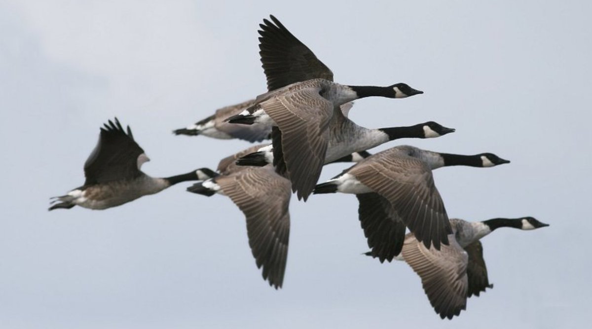 YUVisit's tweet photo. Fun fact: #YorkU has its own unique species of the Canada goose: Branta canadensis Yorkus maxima https://t.co/XLTe6ECIRv #wildlife #nature https://t.co/ZLeE4QmPKz