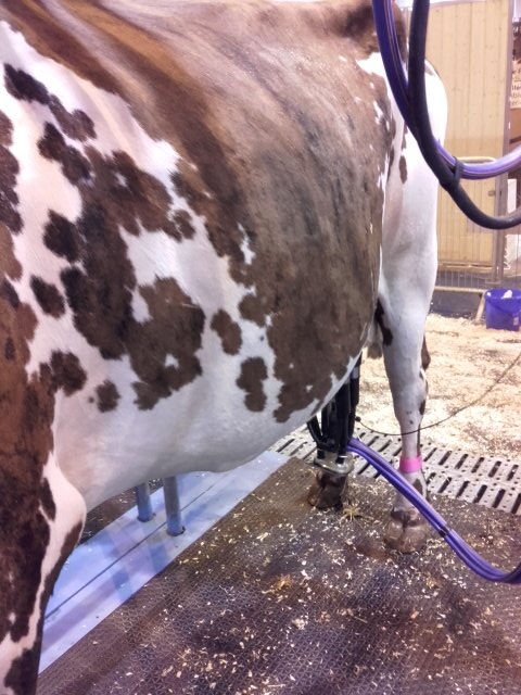 Robisback2017's tweet image. C&apos;est l&apos;heure de la traite pour notre star !