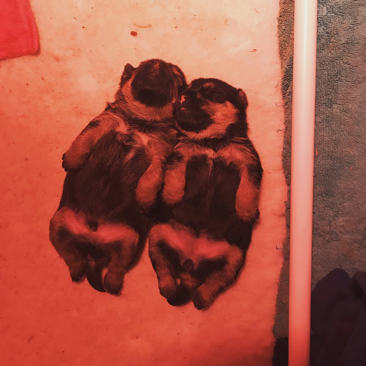 Emily_Pain's tweet photo. Puppies have got that weekend feeling... #borderterrier #chilled https://t.co/8dRbT3lrrR
