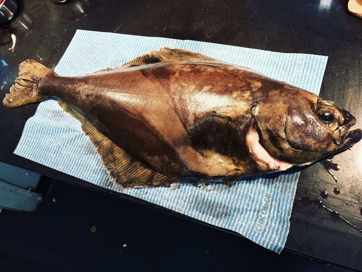 Fresh in from <a href="/Marrfish/">Marrfish Wholesale - Fish & Seafood Delivery</a> this morning - Our Saturday Special! #halibut #fish #saturday