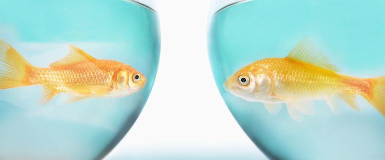 Average human attention span is smaller than a goldfish! Can't mess up your content! #digitalcontent #blog 
owl.li/Gce8308tzDo