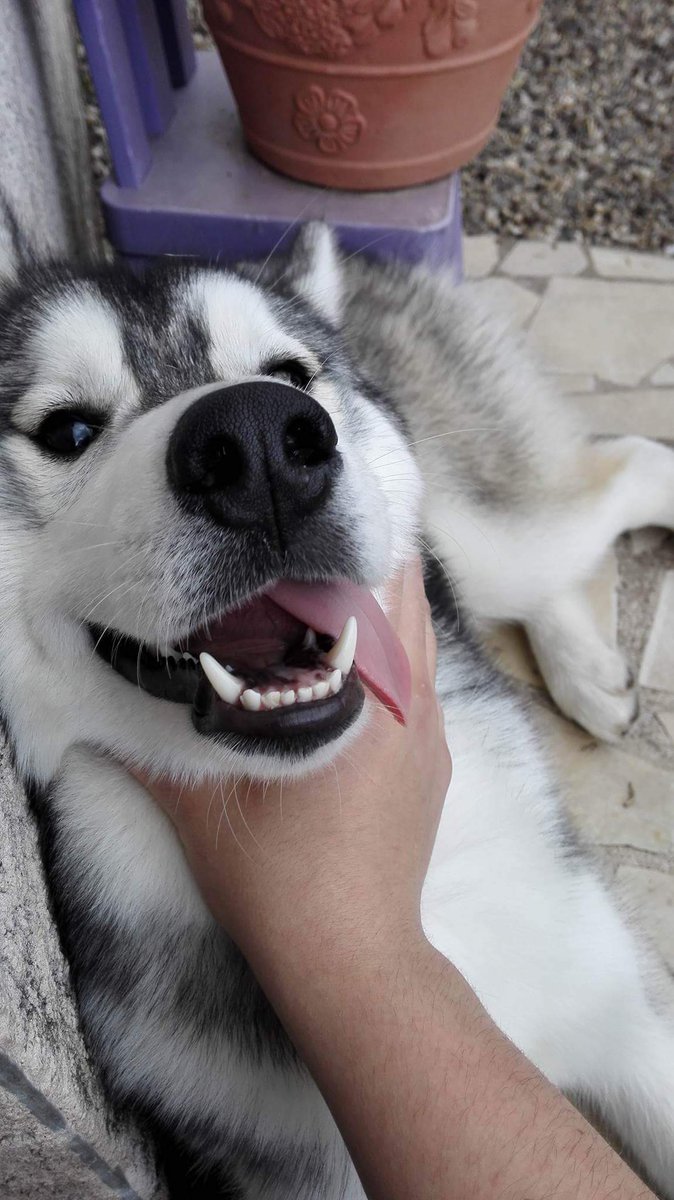 NeckDogs's tweet image. #NeckDogsChallenge