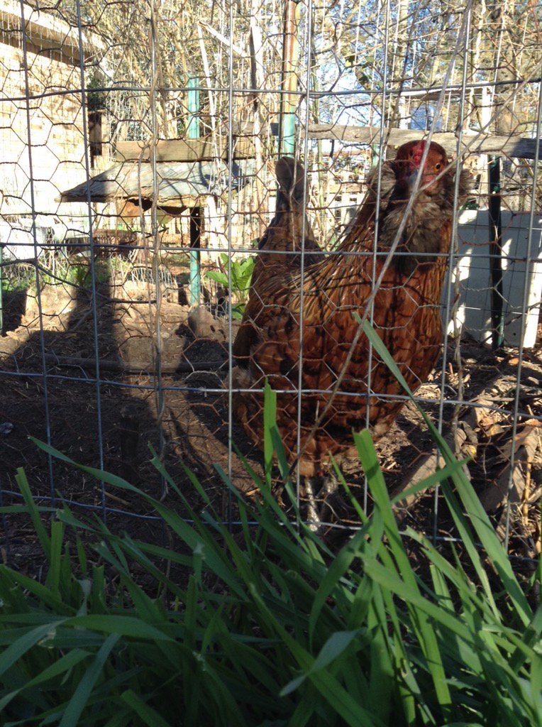 A chicken in the background on dirt, separated by heavy fencing from a bed of lush grass in the foreground.
