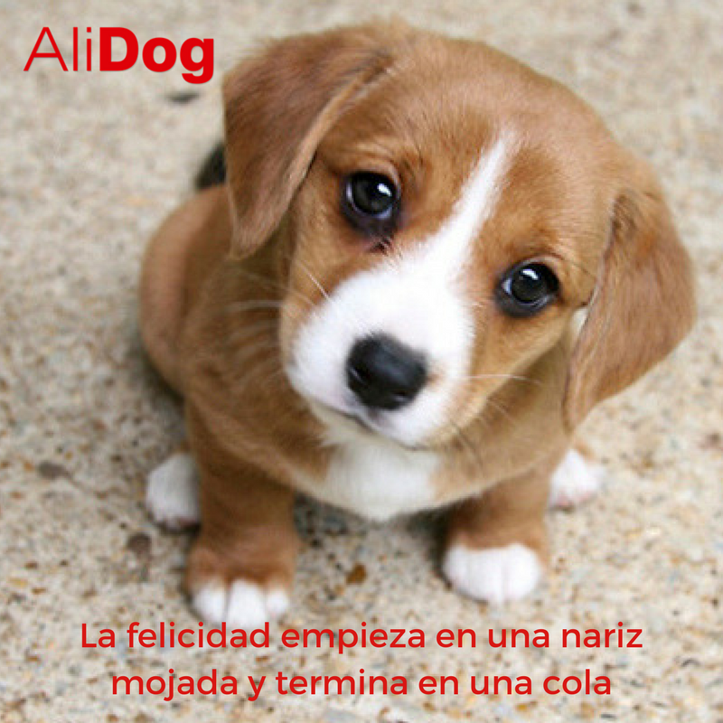 Aba_AliDog's tweet photo. Estos peluditos nos llenan de felicidad #happypet #lovepuppy #lovedogs #felicidad #happiness https://t.co/4rptDjXm0B