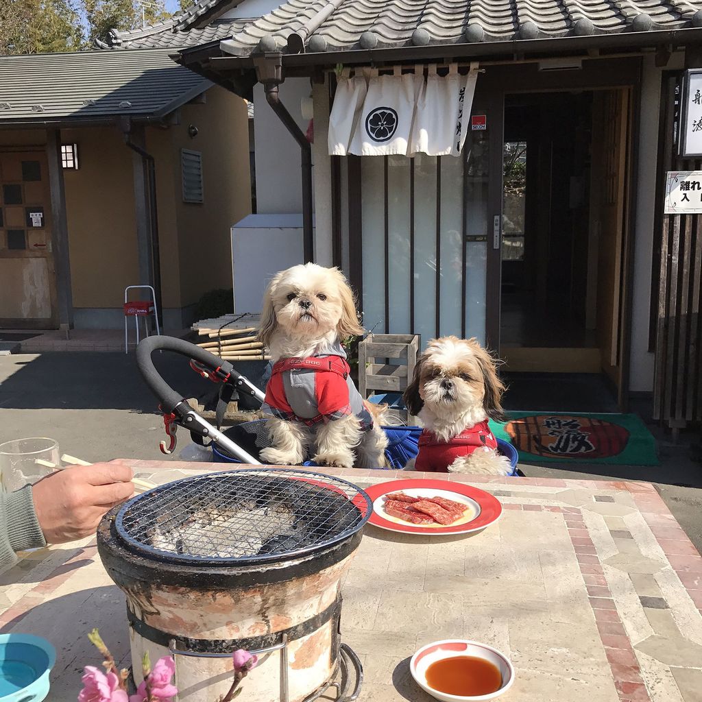 Loco A Twitter 焼肉食べた後は 全力で走る 犬と焼肉 船渡 シーズー ロコ レオナ シーズー親子 シーズー多頭飼い シーズー犬 全力で走る犬 Shihtzu Loco T Co W6vecsuoxc