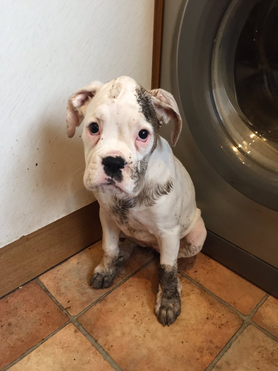 StormTheBoxer's tweet image. Hey Daddy, look..I have brindle patches! 🤦🏻‍♂️🤷🏻‍♂️❤️😇