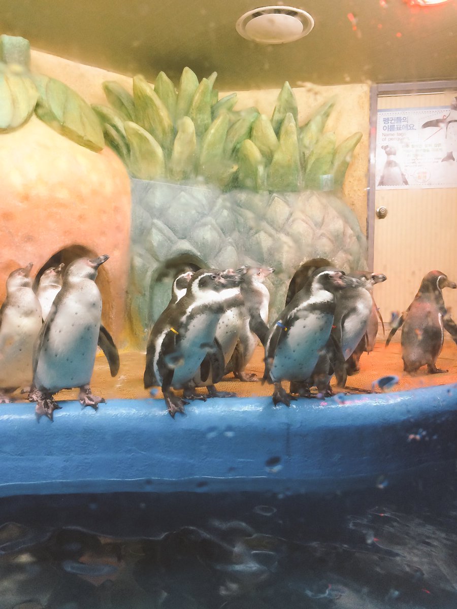 Hardest cute lil thing to get a good pic. while on the other hand, the pens r ready for all visitors like a pro model #coexaqua