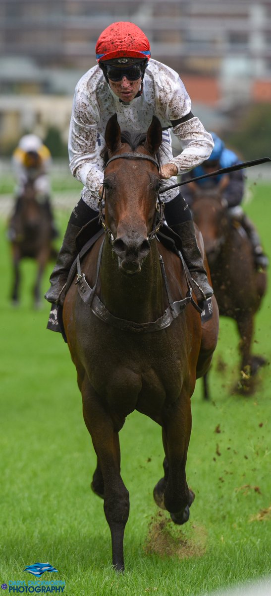 darylduckphotos's tweet photo. @TommyBerry21 brings Frolic down the extreme outside to take out the Reisling Stakes for @MFreedmanRacing #horses #slipperbound https://t.co/aUa8r8b3Je