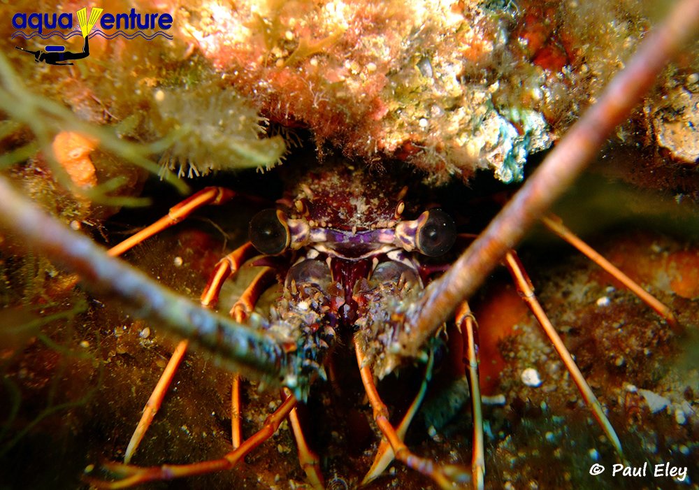 scubawhere's tweet photo. HELLO! AquaVentureMalta #aquaventure #malta #scuba #diving #scubawhere #reservationsmadesimple #scubadiving https://t.co/MPsw5rD8EY