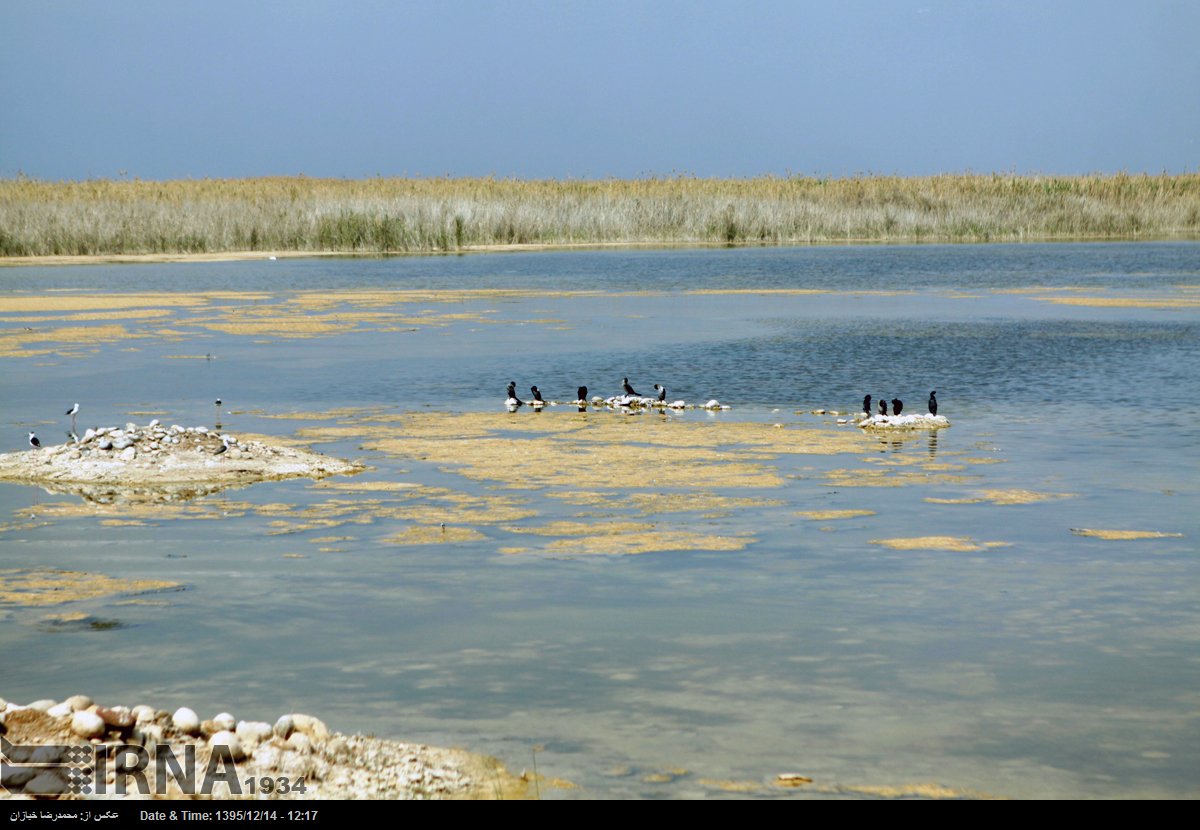 ZolfaMoeil's tweet photo. #Life #returned to the #Hour-#alAzim #Lagoon,alsoknownas #HoveyzehLagoon,in #khuzestan #province,at #Iran-#Iraq border #environment,pic:Irna https://t.co/BeSxq7COwT