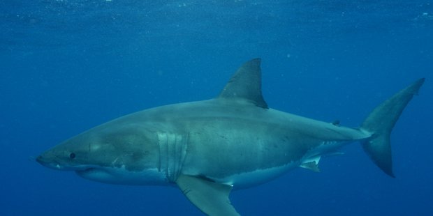 roydtolkiendoc's tweet photo. #Saturday It's not just #corals, #sharks+other #bigreef predators are vanishing https://t.co/182vKLgoLq
@JUCYWorld @airnzuk @PureNewZealand https://t.co/ikpayrgcUd