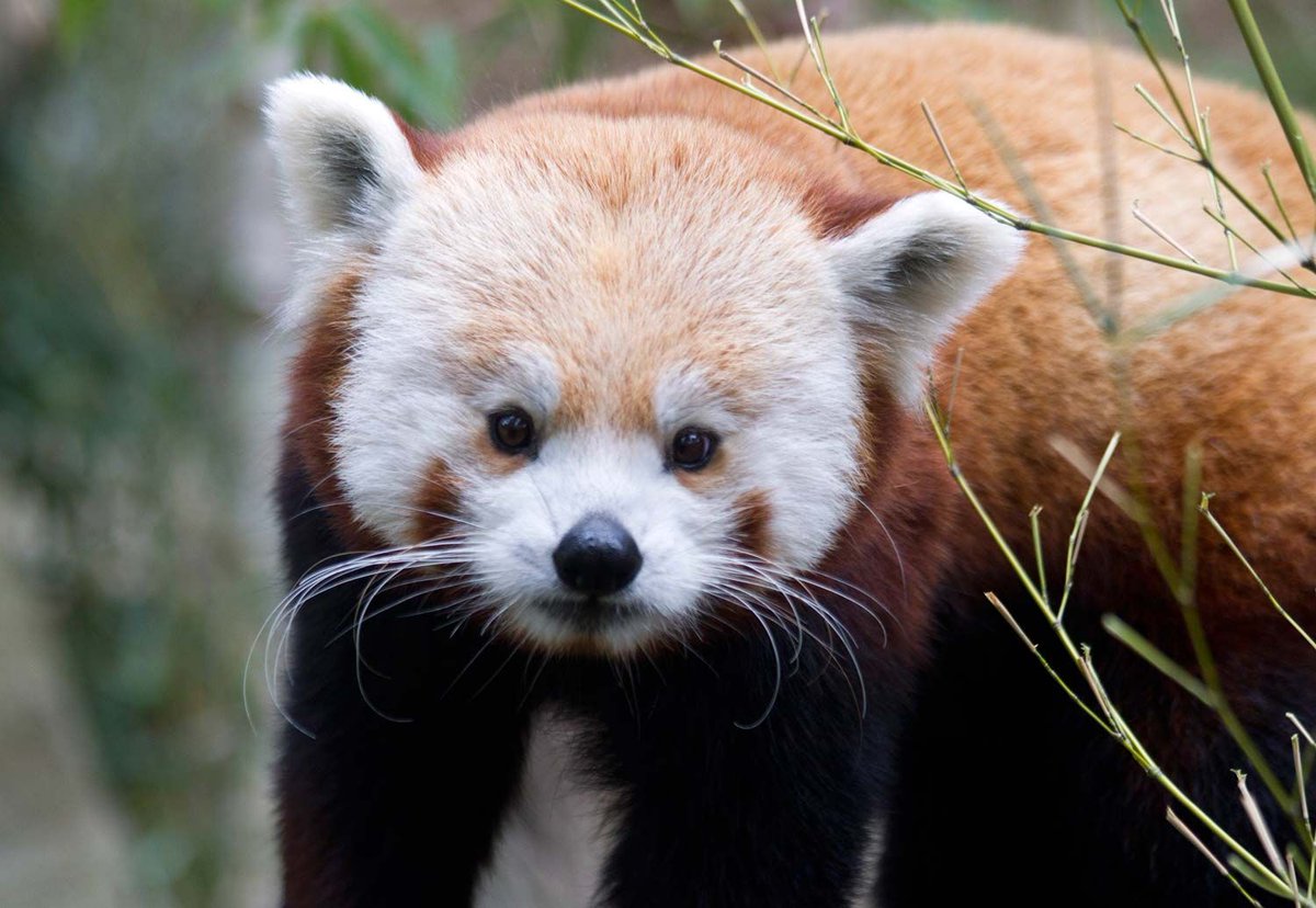 EdinburghZoo's tweet photo. Planning to visit the Zoo? Book online and save up to 14%! Tickets now available until 30 April 2017: https://t.co/2R0xOld1n8 https://t.co/32k0Tj87cZ