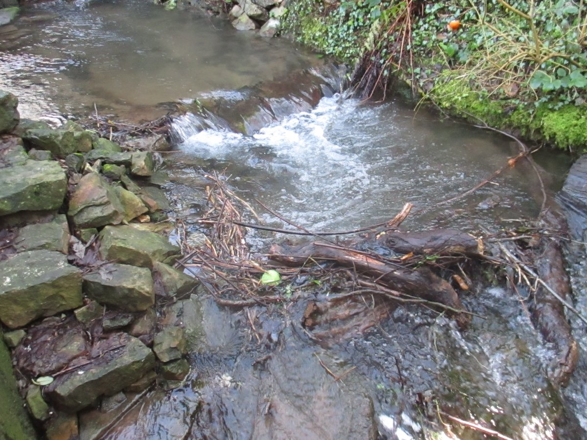 GreenFingerBlog's tweet photo. @malvernmeet #mygardenrightnow #gdnbloggers Doris has filled stream with bits of wood. Will need the wellies today!https://t.co/Vze88a8BSB https://t.co/kjf256fsni