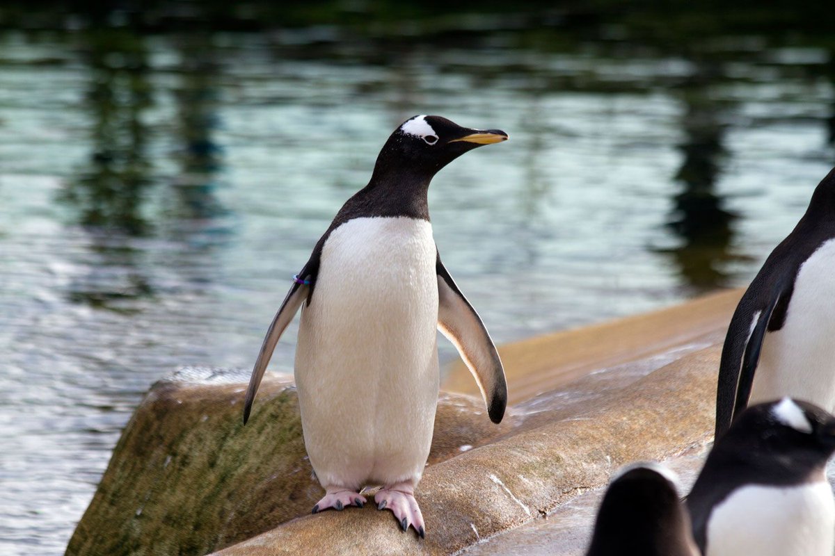 EdinburghZoo's tweet photo. Planning to visit the Zoo? Book online and save up to 14%! Tickets now available until 30 April 2017: https://t.co/2R0xOld1n8 https://t.co/32k0Tj87cZ