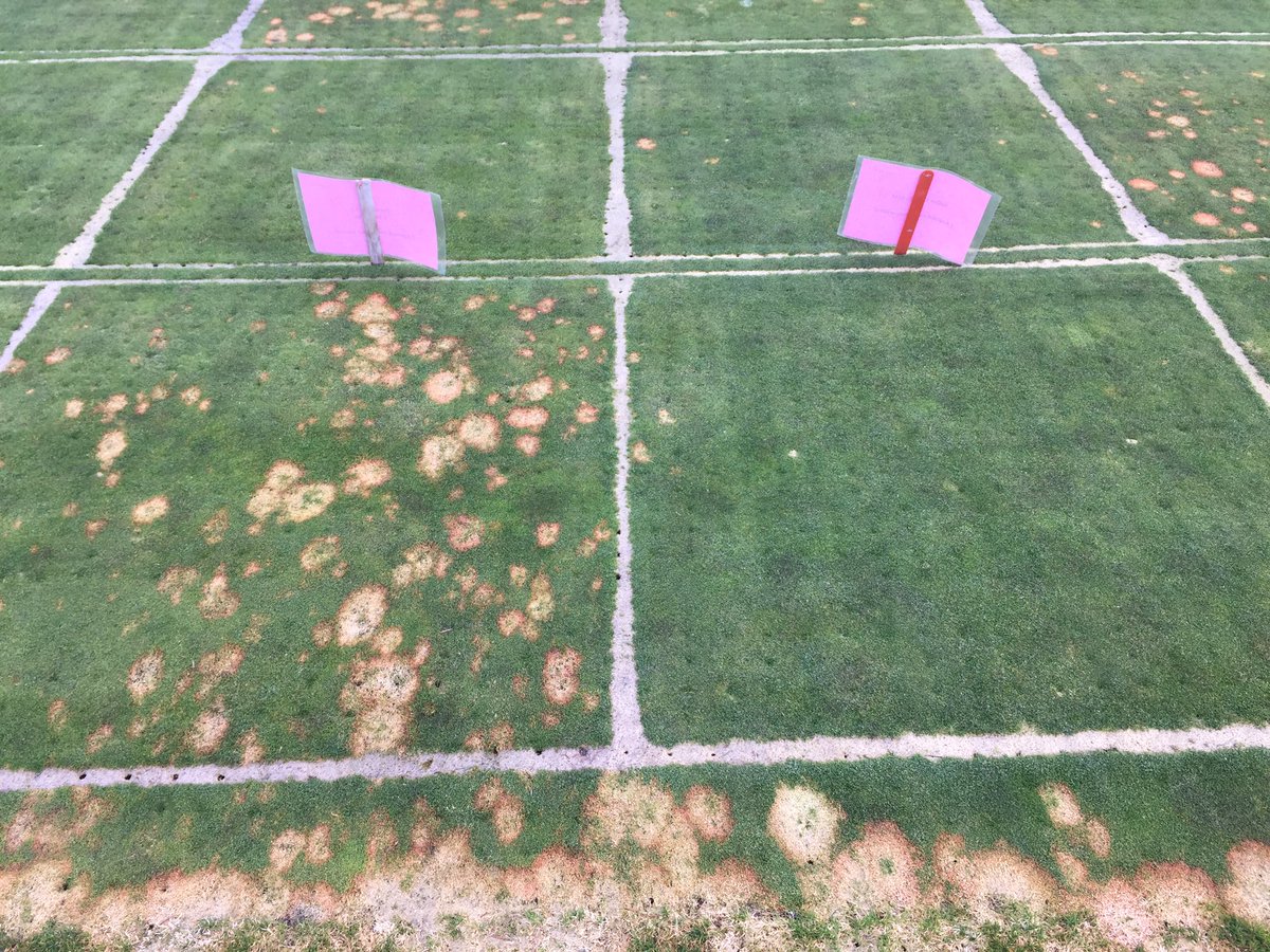 KEITH_BOLAND77's tweet photo. @J_J_Dempsey latest OSU trial Duraphite on right at 1/2 rate w sulphur v competitor on left & untreated plots were decimated more to follow https://t.co/kUokroQrPt