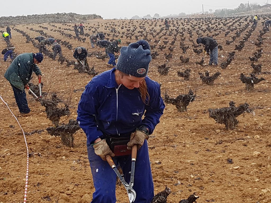 vinodelamancha's tweet photo. La nieve no para a los muchos participantes del IV Concurso de Poda de Miguel Esteban (Toledo) https://t.co/z6RKk7VEsN