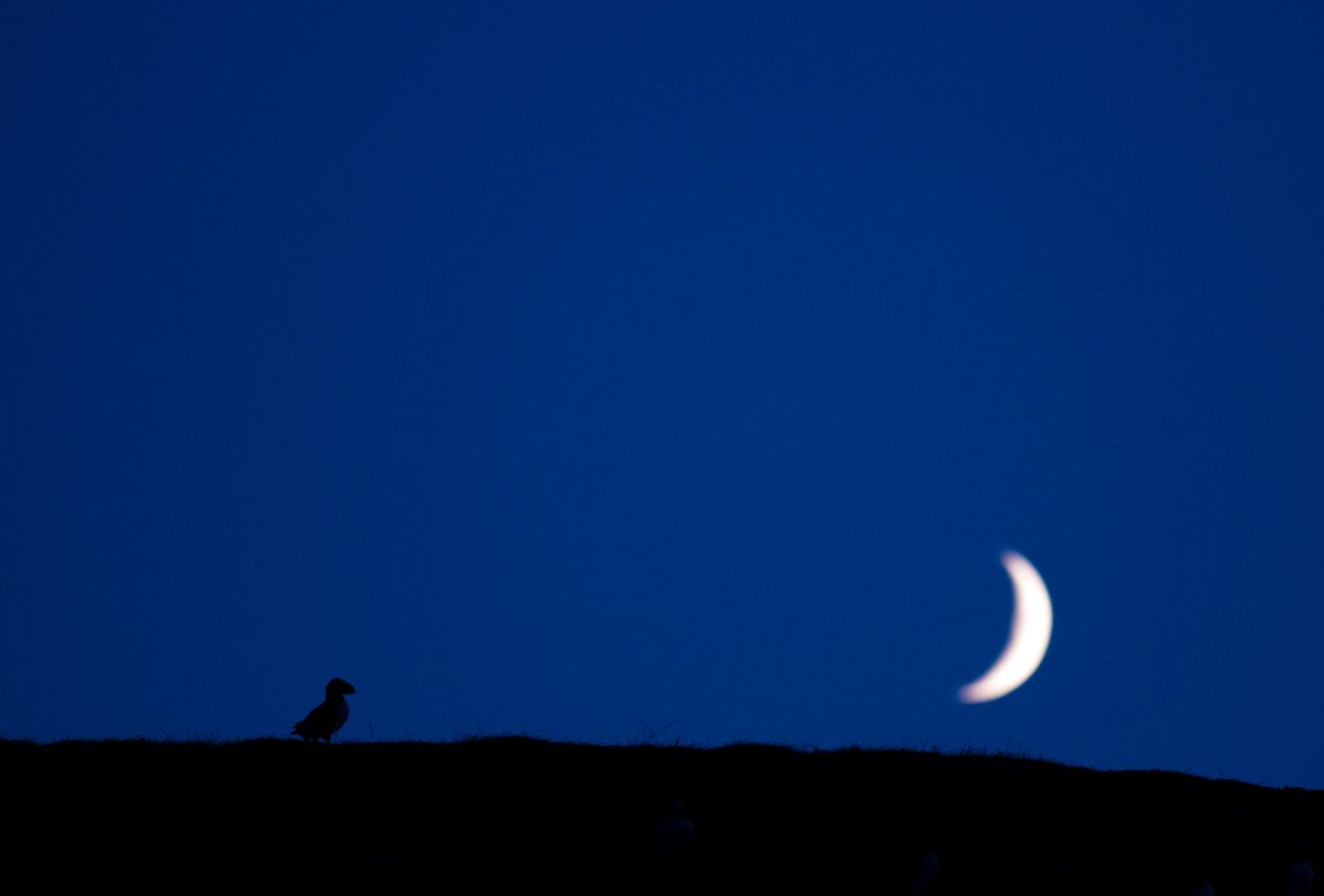 HarryReadPhoto's tweet image. Solitude.. 

Puffin and the moon #canon #Wales @skomer_island @SkokholmIsland  @YWPUK @BBCEarth @WildlifeMag @Natures_Voice