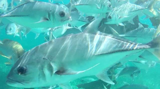 U30Experiences's tweet photo. Snorkeling off an island in Belize with π¦ π π π¦π’
#youbetterbelizeit #under30experiences https://t.co/blBZ8CwK17