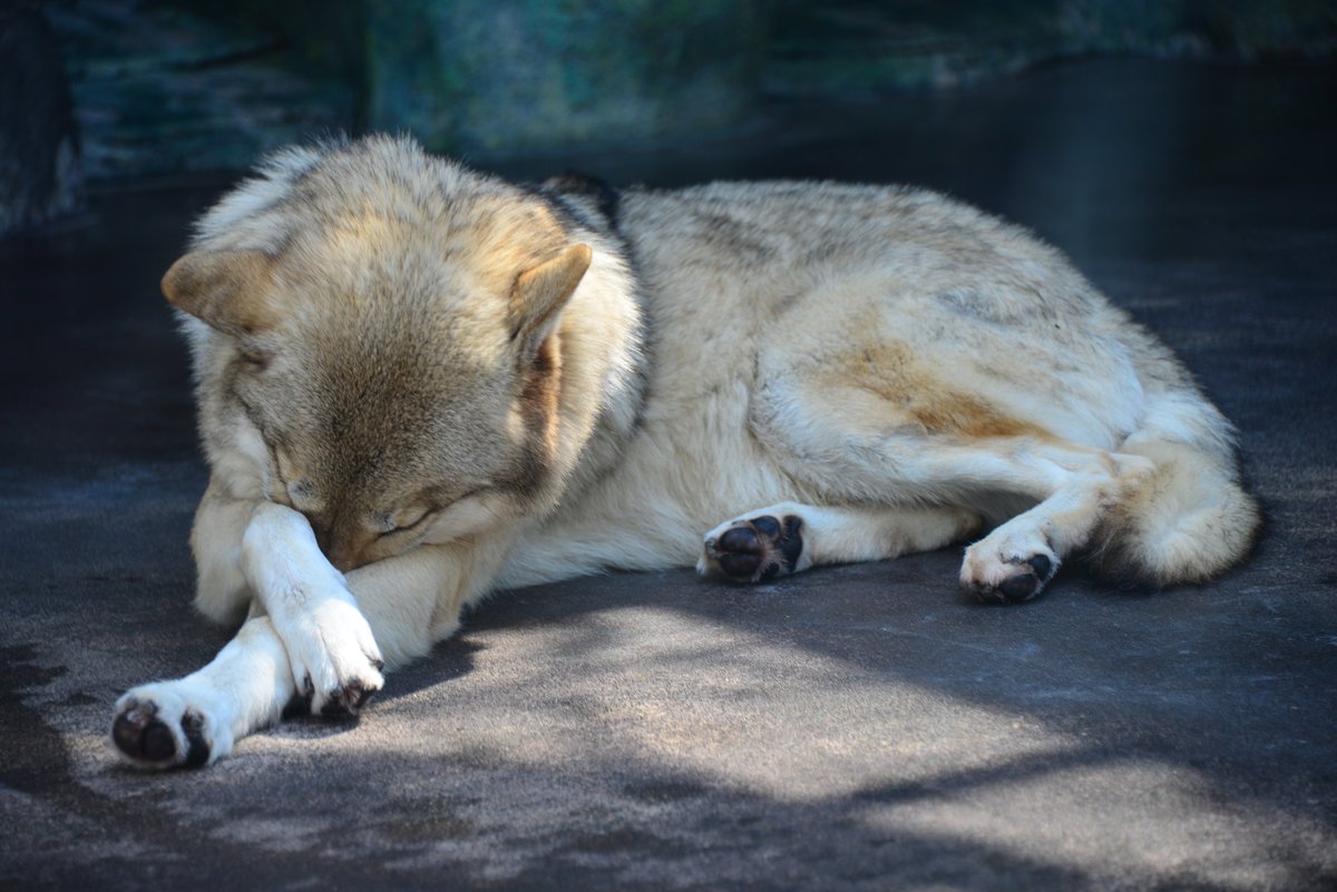 ট ইট র 新世界の狼 おねむなオオカミ かっこいい姿を見たいというお客さんの要望 その両方が合わさった結果 かわいい寝姿のオオカミとなりました 前脚クロスがポイント 天王寺動物園 オオカミ