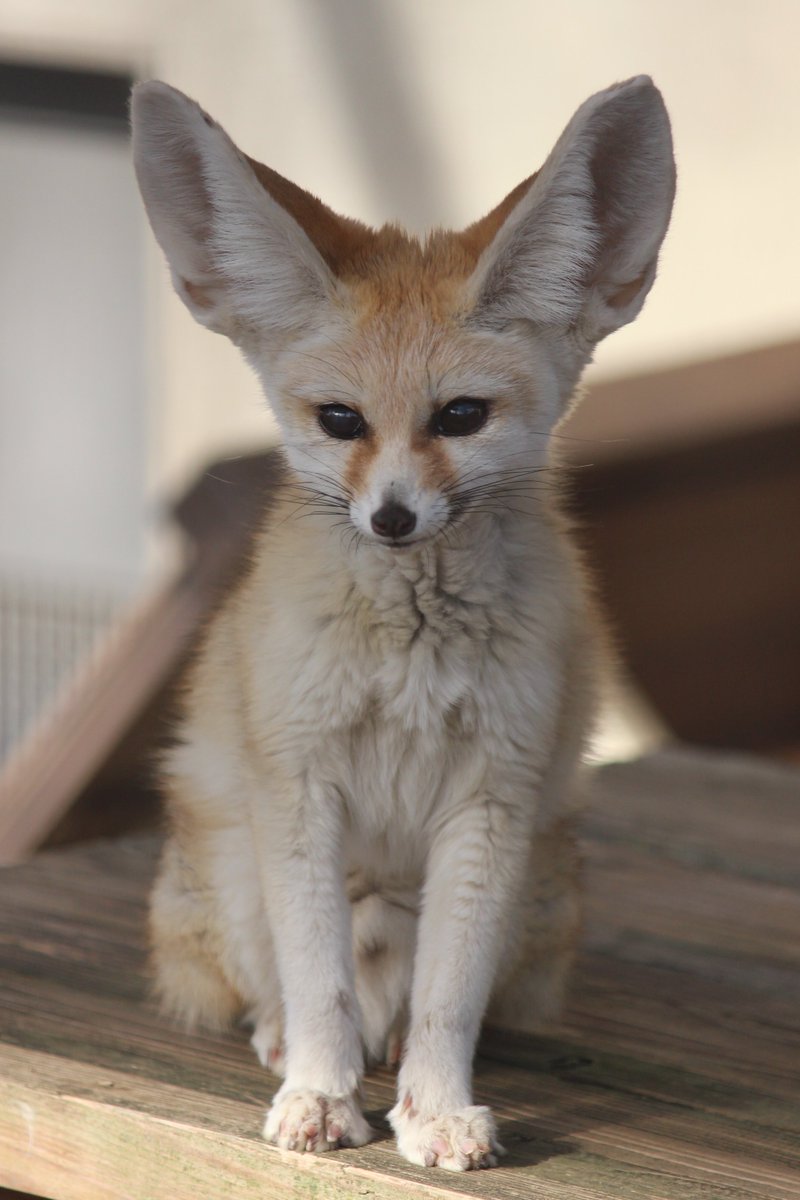 窓木 ありがとうございます 犬 キツネとか かっこいい かわいいなど 色々混ざってて今までに見たことない感じありますよね