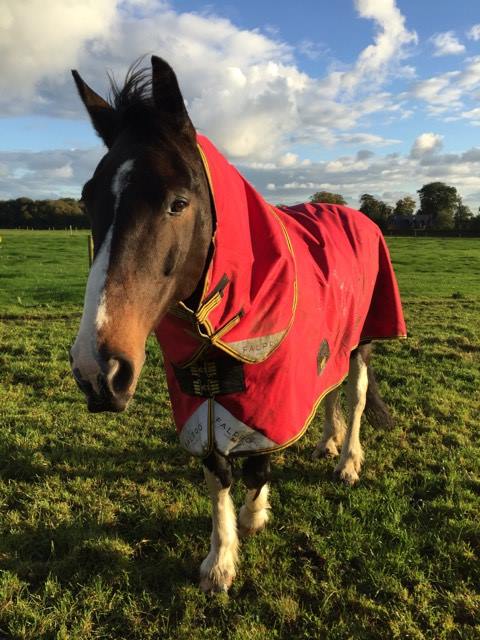 falpro_tweets's tweet photo. FALPRO star George in his Sandown Light, perfect for those milder days.#FALPRO #FALPROStar #Lightweight #Sandown https://t.co/8uJFMnjcpe