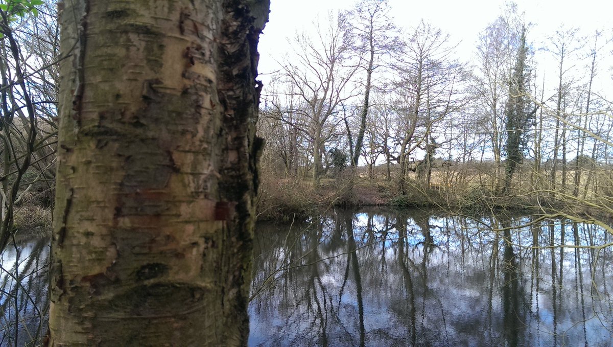 TheDukesTree's tweet photo. Many human visitors down at site today taking photos putting up bird boxes altering posts &amp; picking up litter. Tree hug to you #spaponds https://t.co/oy9v0ITPOr