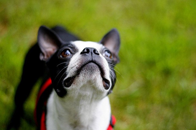 世界のワンちゃん図鑑 A Twitter ボストン テリア アメリカ原産の犬 無駄吠えしない犬種で ブルドッグよりも小柄な犬になります 知能が高くて温厚な性格ゆえに タキシードを着た紳士 と呼ばれています