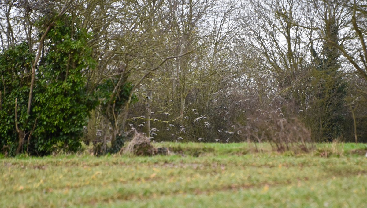 countrymousie's tweet photo. If you are missing #fieldfares and #redwings I appear to have them all here in #suffolk @wildlife_uk #hugeflocks #farming https://t.co/8VNlb7erYF