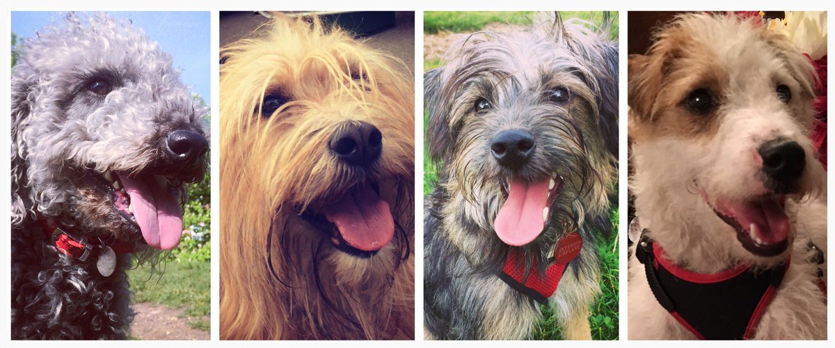 MeetThatDog's tweet photo. If you want to keep up with all the dogs of @BeThatDog visit the website or like and follow them on Facebook! https://t.co/dtjlb0XysP π https://t.co/qOe319oC5L