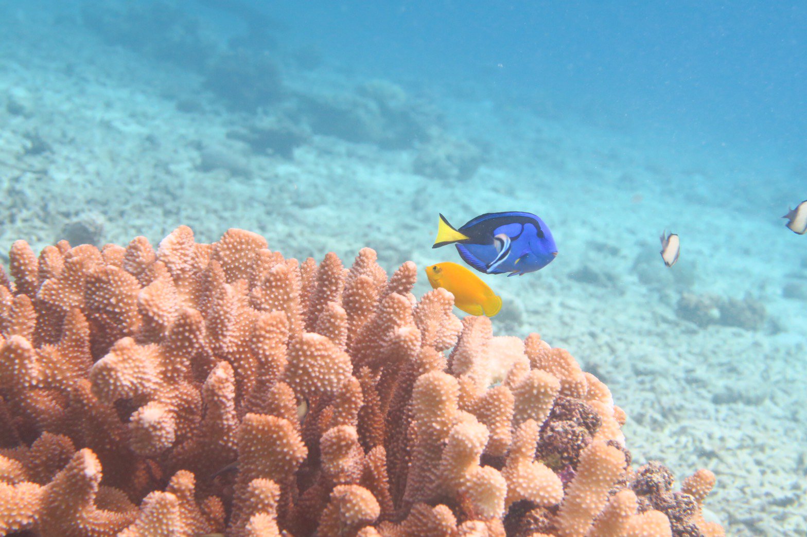 東京農業大学ダイビングクラブ 西表島合宿3日目 今日はファインディングニモのドリーに出会いました 本物はこんなもんです 笑 海の中はガラスレスの水族館のよう ｄｍマッテマース 春から農大 ダイビング
