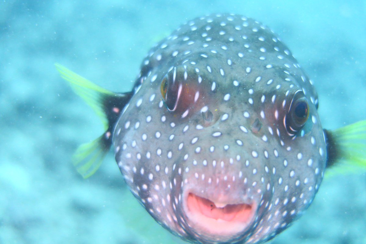 東京農業大学ダイビングクラブ 西表島合宿3日目 今日はファインディングニモのドリーに出会いました 本物はこんなもんです 笑 海の中はガラスレスの水族館のよう ｄｍマッテマース 春から農大 ダイビング