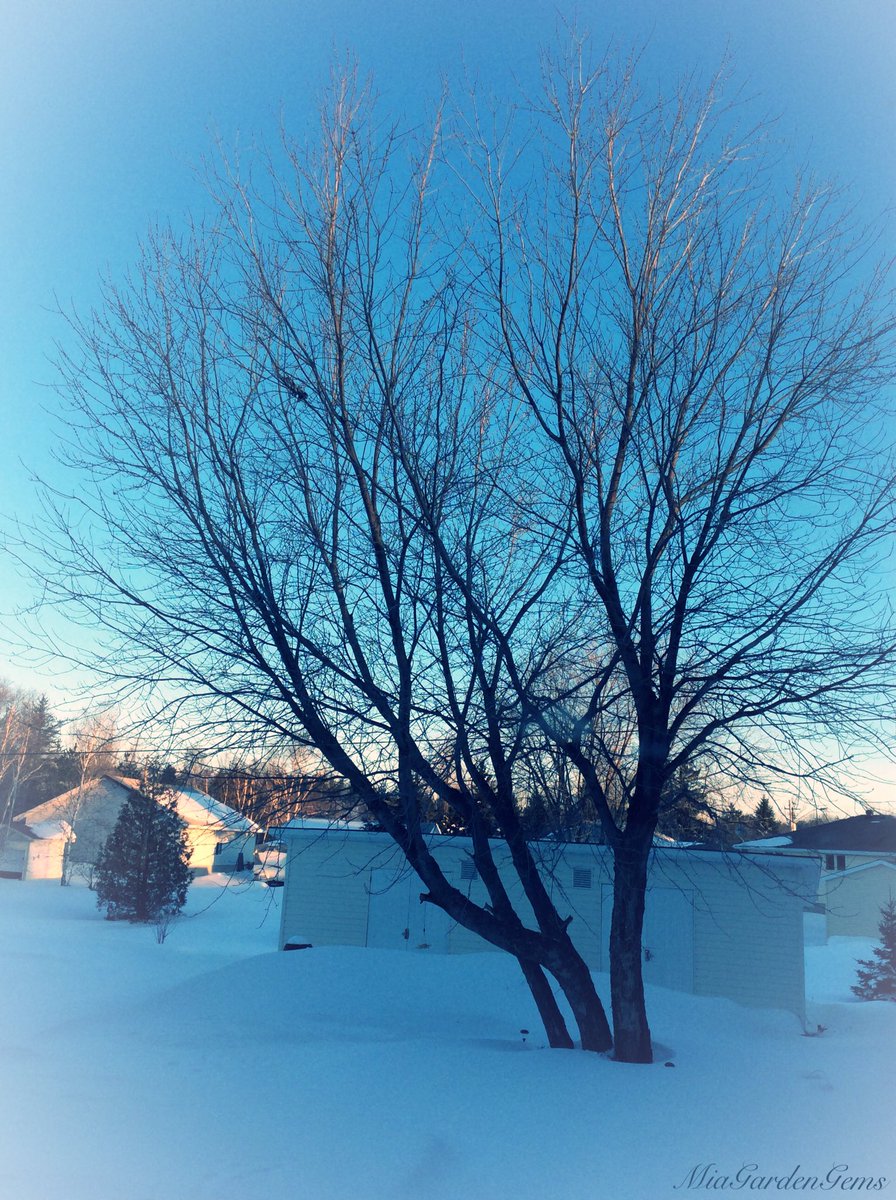 MiaGardenGems's tweet photo. 'Bitterly Cold' #MorningView #March #WinterWeather  #BlueSkies #CrispyCold #WaitingForSpring https://t.co/5NyZqJhY76